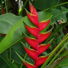 Heliconia Bihai: Uma planta elegante para sol pleno